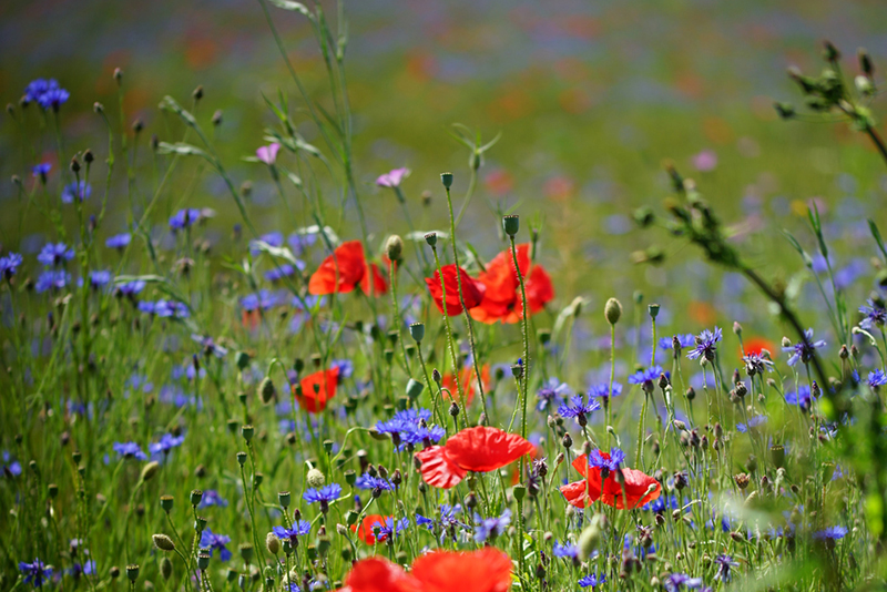 Blommande sommaräng